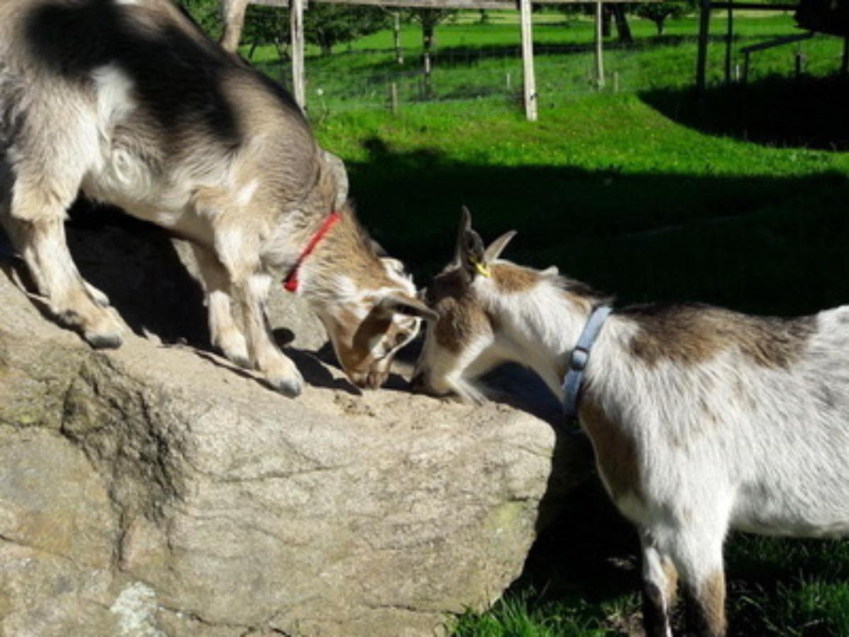 Ferienwohnungen Maierhof Oberried Oberried  Bagian luar foto